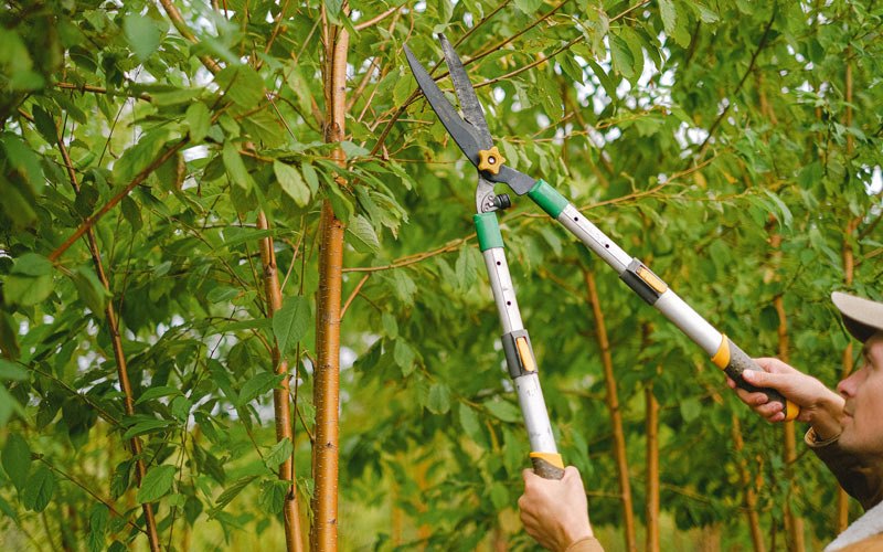 Tree trimming in Congerville, IL