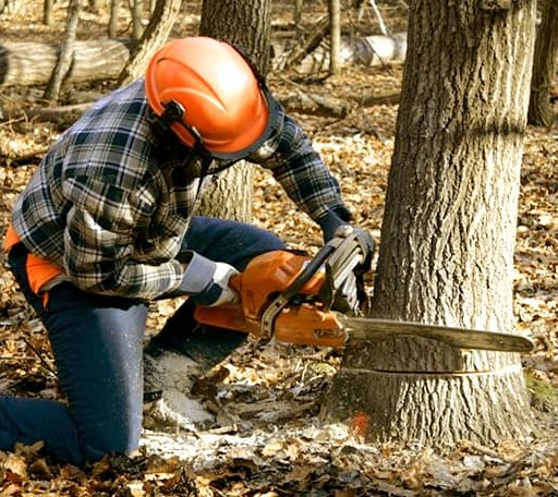 Tree Removal in Congerville, IL